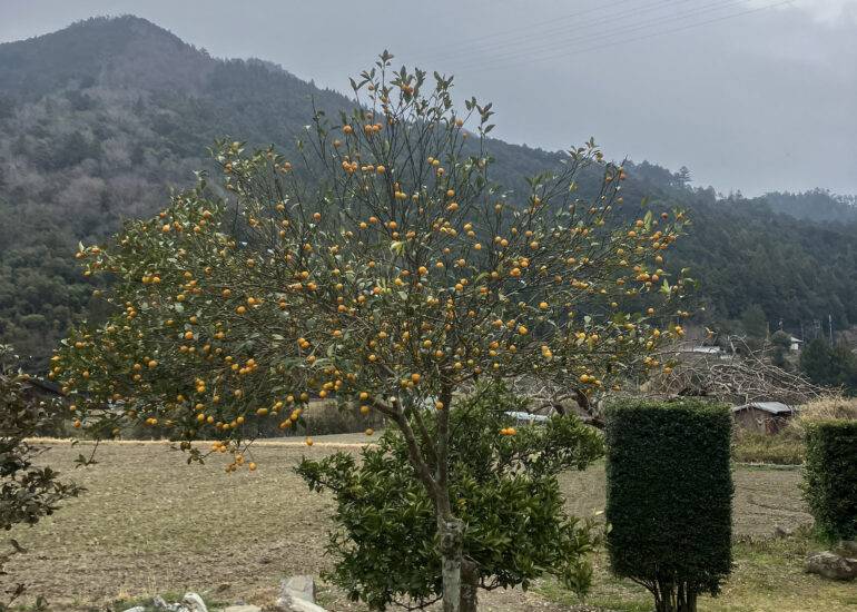 4-IMG_0004
